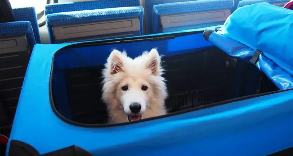 Zdjęcie Czy pies może jechać pociągiem? Zasady i koszty podróży z pupilem