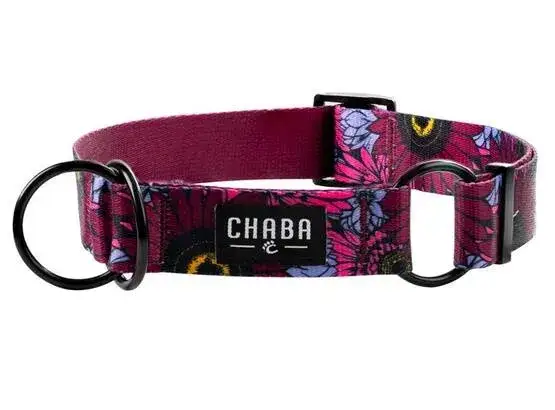 Zdjęcie Najlepsza obroża dla amstaffa: wybierz wygodny i trwały model