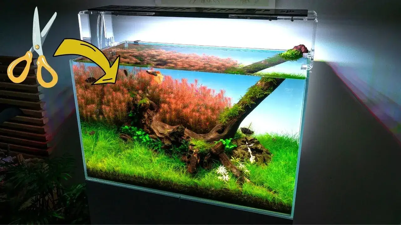 Zdjęcie Jak przycinać rośliny w akwarium, aby uniknąć ich gnicia i chorób