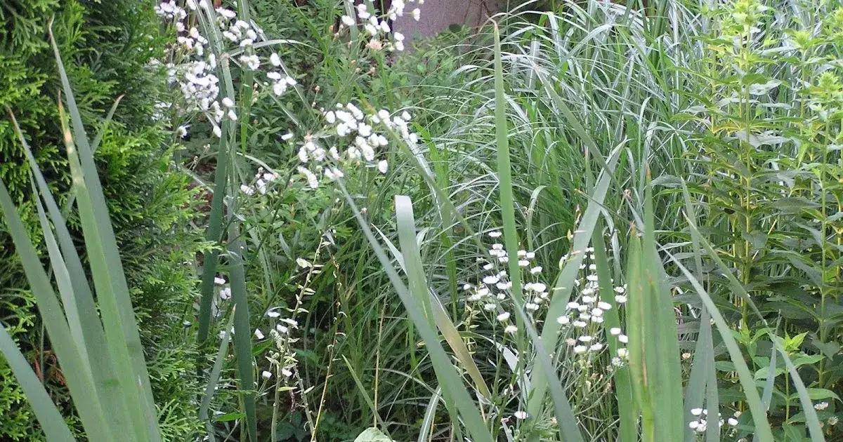 Zdjęcie Chwast z białymi drobnymi kwiatkami - jak go zidentyfikować i zwalczyć