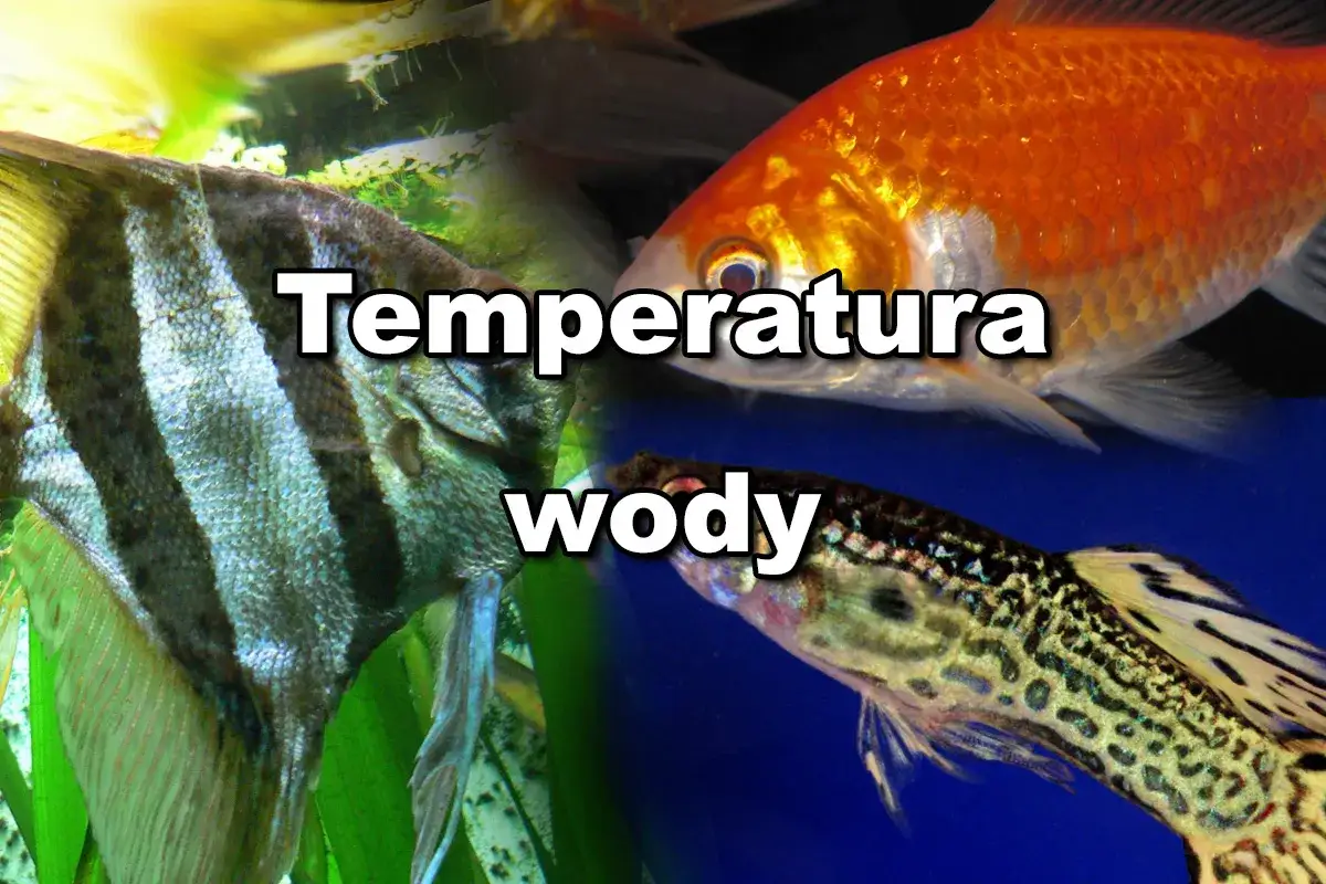 Zdjęcie Gupiki: Jaka temperatura wody zapewni zdrowie i długowieczność?