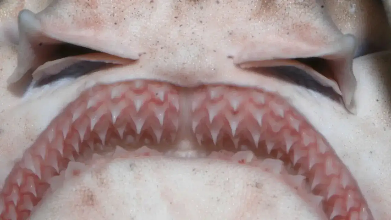 Zdjęcie Czy rekiny są w Bałtyku? Odkryj bezpieczne gatunki w tym morzu