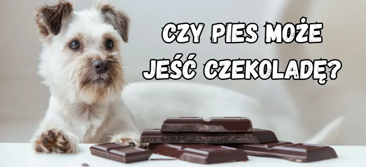 Zdjęcie Czy pies może jeść gorzką czekoladę? Oto, dlaczego to niebezpieczne!
