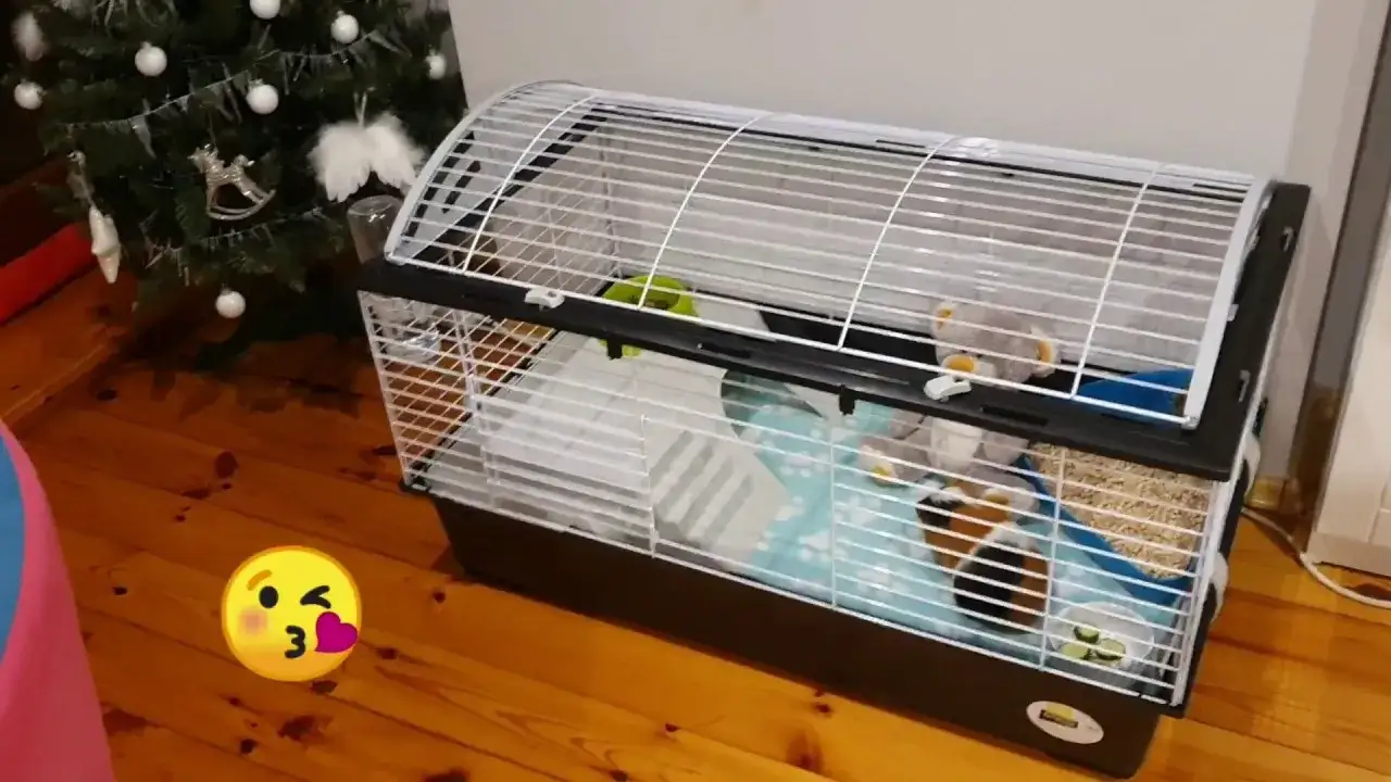 Zdjęcie Jak powinna wyglądać klatka dla świnki morskiej, by zapewnić komfort?