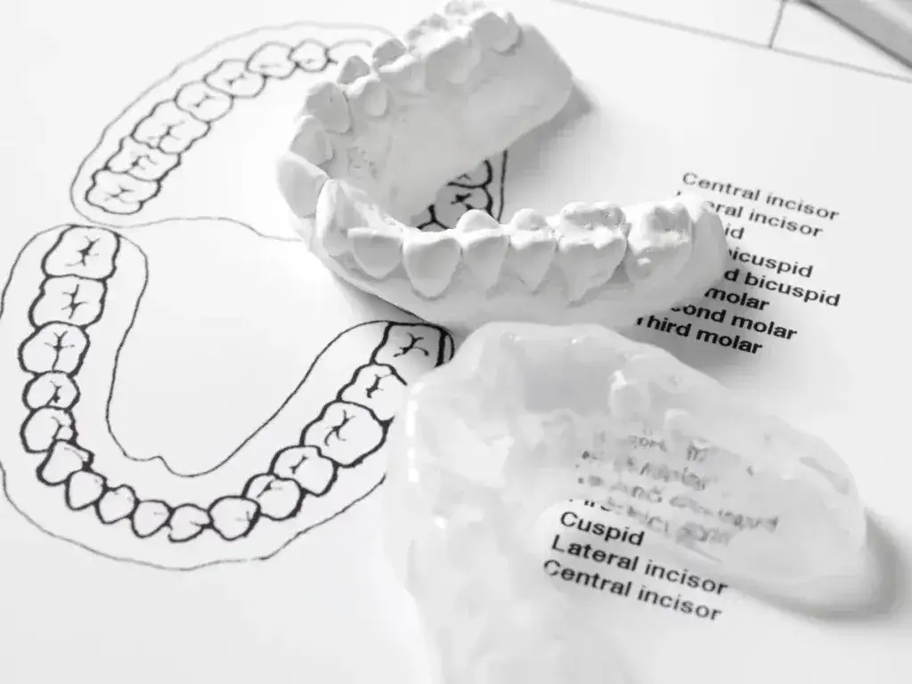Zdjęcie Jak liczyć zęby na dole - poznaj ważne systemy numeracji zębów