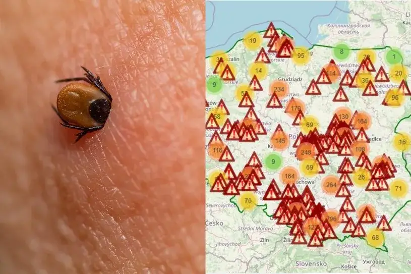 Zdjęcie Gdzie najczęściej są kleszcze? Miejsca, które warto unikać
