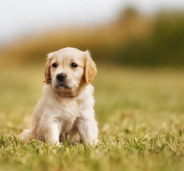 Zdjęcie Czy pies może jeść pietruszkę i seler? Sprawdź, co musisz wiedzieć
