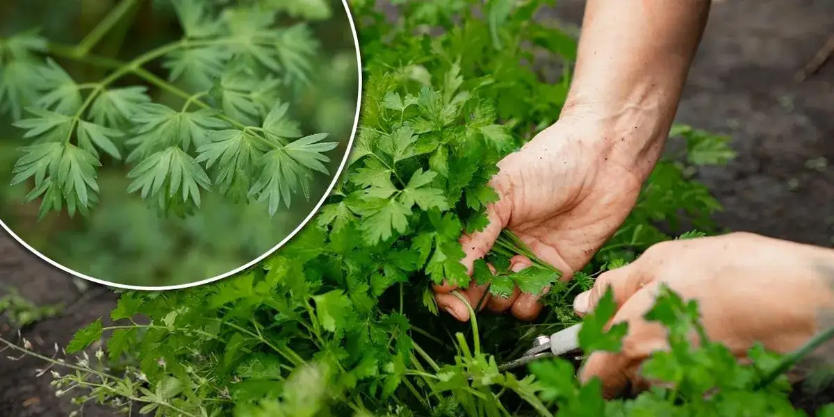 Zdjęcie Jak odróżnić pietruszkę od trujących chwastów? Kluczowe różnice