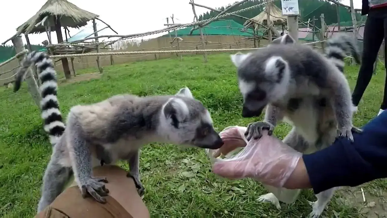 Zdjęcie Lemury w Dolnym Śląsku - gdzie je zobaczyć i jak je chronić