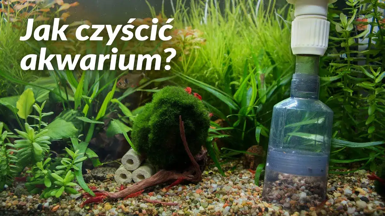 Zdjęcie Jak czyścić piasek w akwarium, aby uniknąć problemów z glonami
