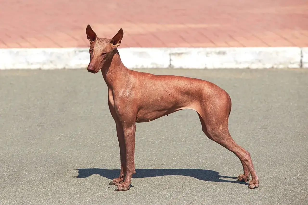 Zdjęcie Duże psy które nie gubią sierści – idealne dla alergików i czystego domu