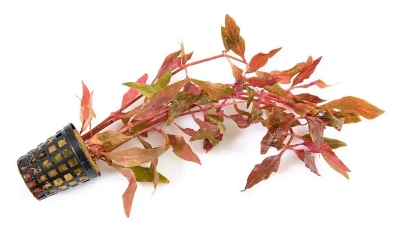 Zdjęcie Jakie gałęzie do akwarium wybrać: 5 najlepszych rodzajów dla Twojego zbiornika