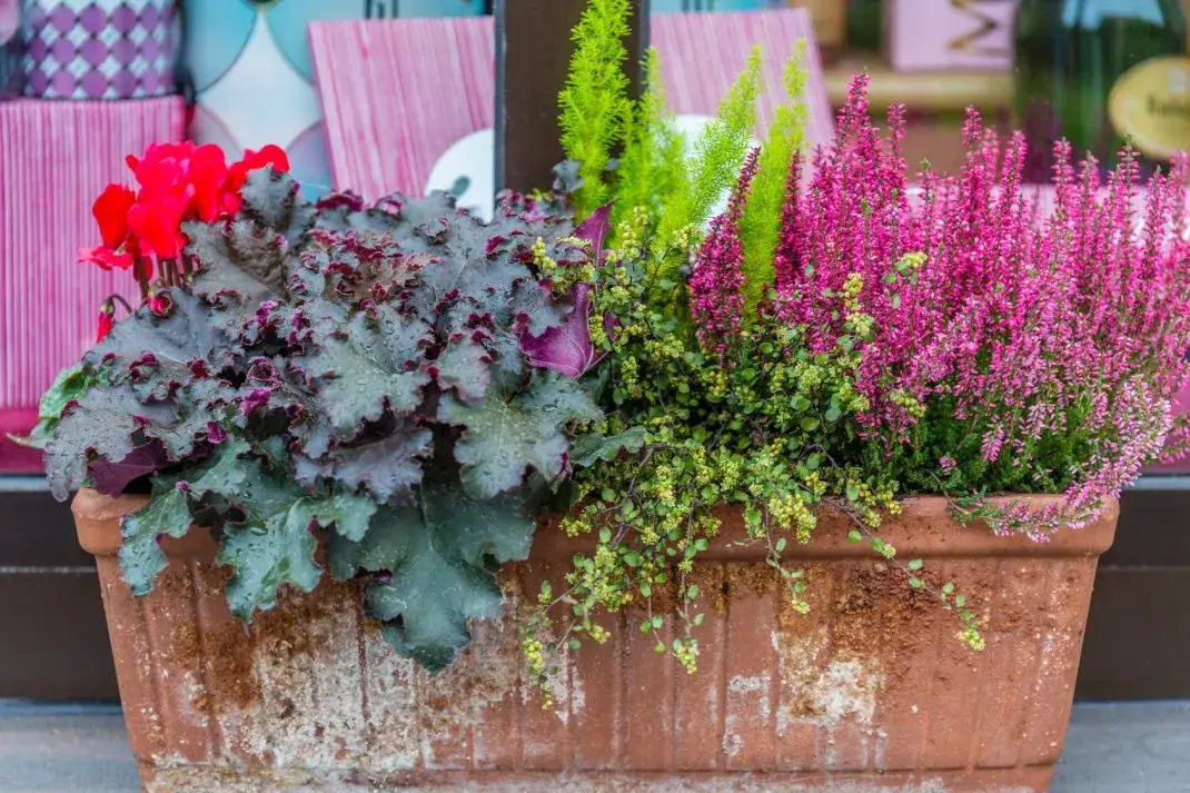 Zdjęcie Najlepsze kwiaty na parapet. Jak wybrać rośliny, które przetrwają w każdych warunkach?