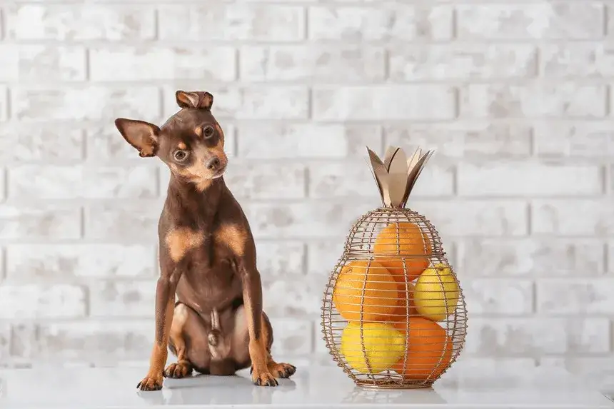 Zdjęcie Czy pies może jeść pomelo? Sprawdź ryzyko dla zdrowia pupila