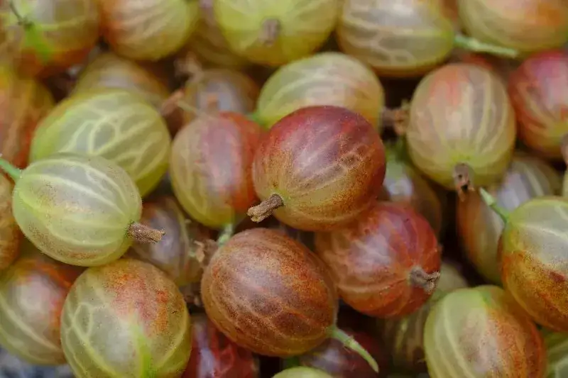 Zdjęcie Czy pies może jeść agrest? Kontrowersje i zdrowotne aspekty dla pupila