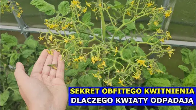 Zdjęcie Jak kwitnie pomidor - poznaj kluczowe warunki dla zdrowych roślin