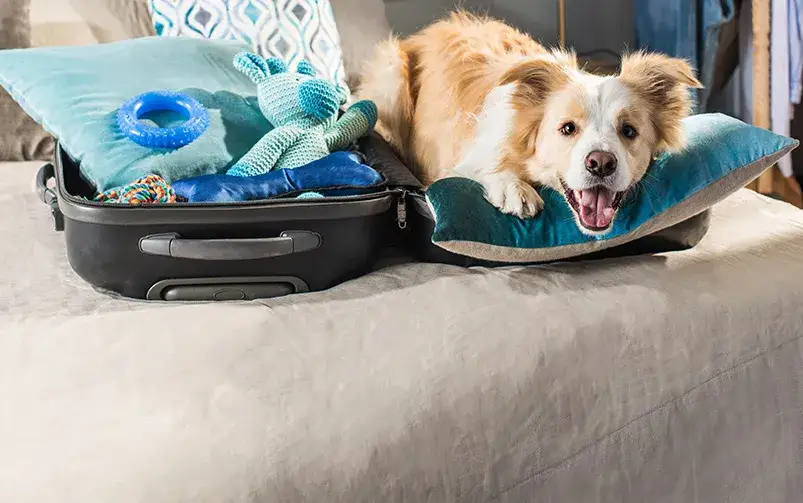 Zdjęcie Paszport dla psa ile ważny? Odkryj, jak uniknąć problemów z ważnością