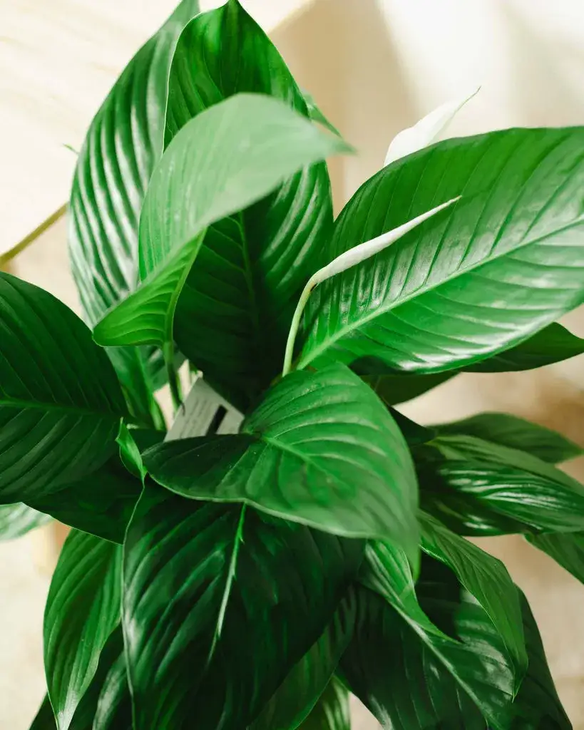 Zdjęcie Jakie kwiaty do domu - wybierz rośliny, które łatwo pielęgnować