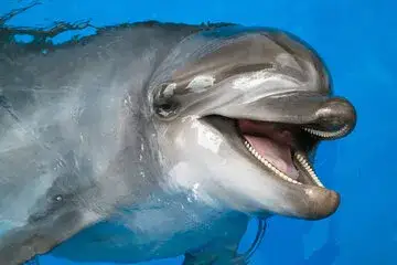 Zdjęcie Czy delfiny są zagrożone wyginięciem? Przyczyny, skutki i jak je chronić