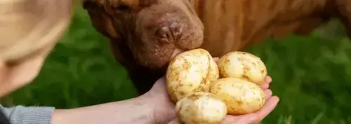 Zdjęcie Czy psy mogą jeść surowe ziemniaki? Oto niebezpieczeństwa, które musisz znać