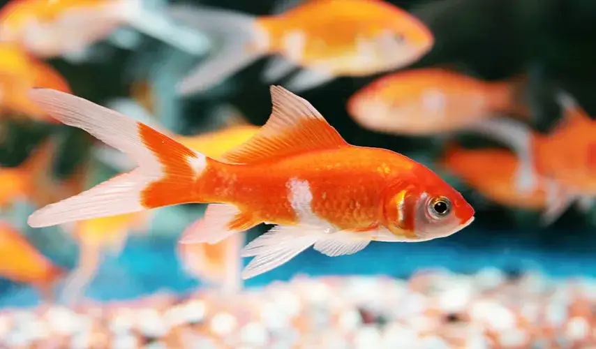 Zdjęcie Czy rybki muszą mieć cały czas światło? Odkryj, jak dbać o nie zdrowo