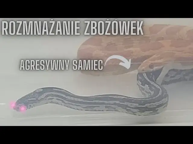 Zdjęcie Jak rodzą się węże? Odkryj fascynujące metody ich rozmnażania