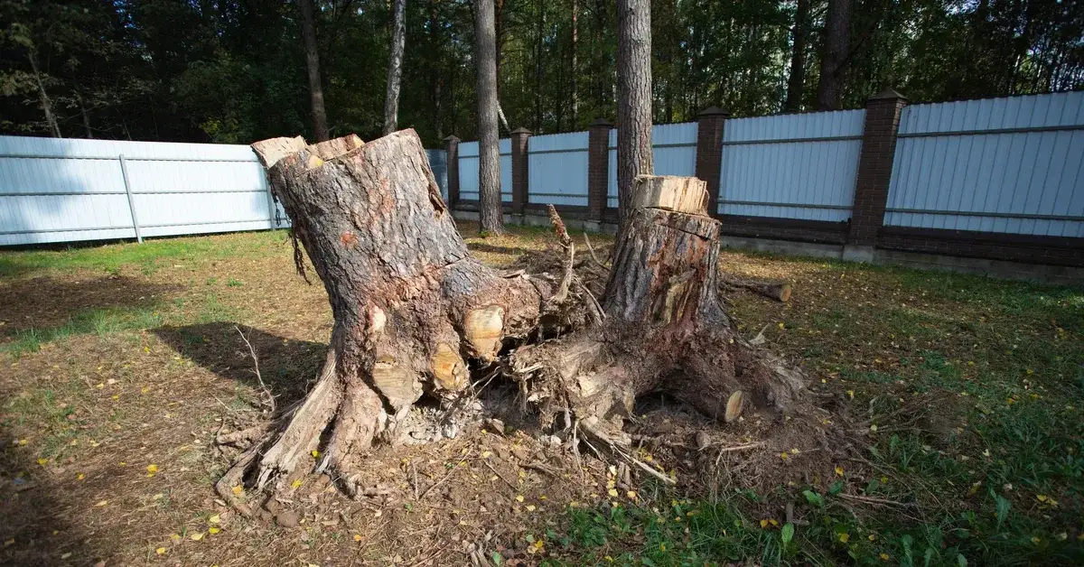 Zdjęcie Jak wyciąć drzewa na działce bez problemów i z zachowaniem bezpieczeństwa