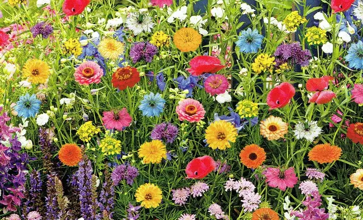 Zdjęcie Nasiona kwiatów jednorocznych: jak wybrać i uprawiać z sukcesem