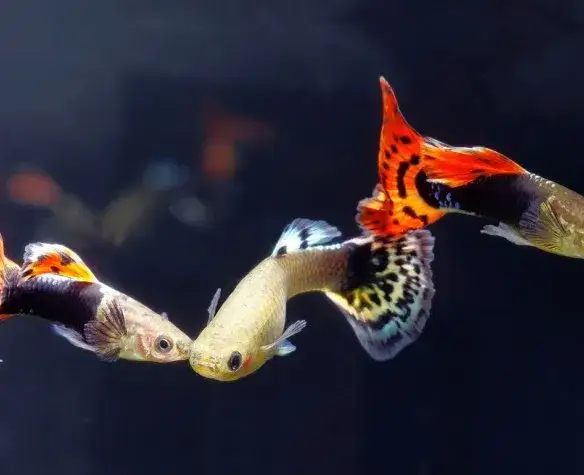 Zdjęcie Jak hodować gupiki: sprawdzone metody na zdrowe i piękne ryby