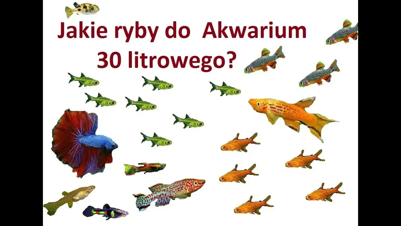 Zdjęcie Ile rybek do akwarium 30l? Sprawdź, jakie gatunki wybrać dla początkujących