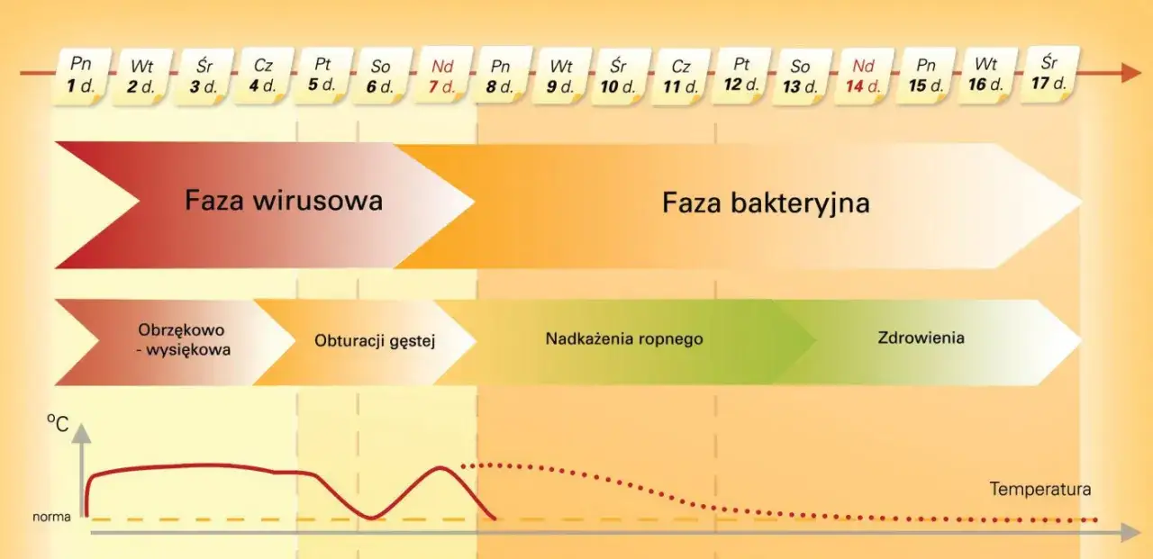 Zdjęcie Kiedy do przedszkola po infekcji wirusowej? Sprawdź, jak długo czekać