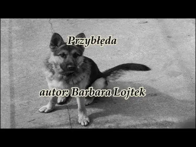 Zdjęcie Mój przyjaciel pies wiersz - odkryj piękno przyjaźni z psem