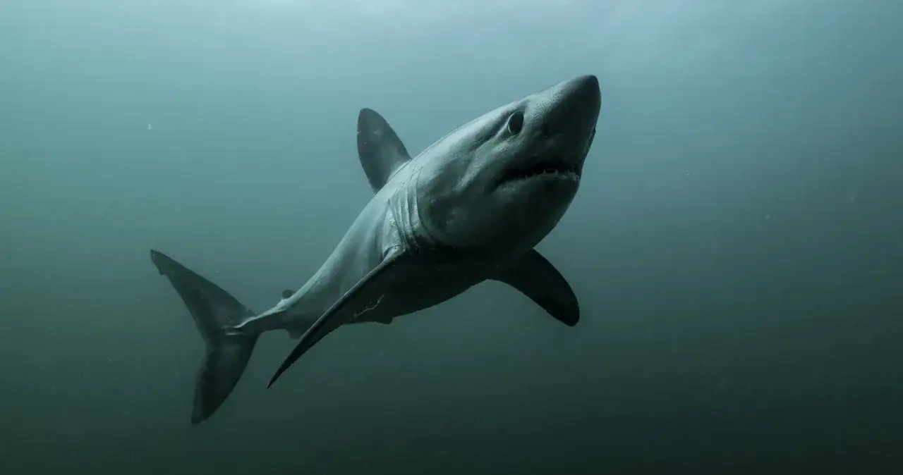 Zdjęcie Czy w Bałtyku są rekiny? Rzadkie gatunki i ich bezpieczeństwo dla ludzi