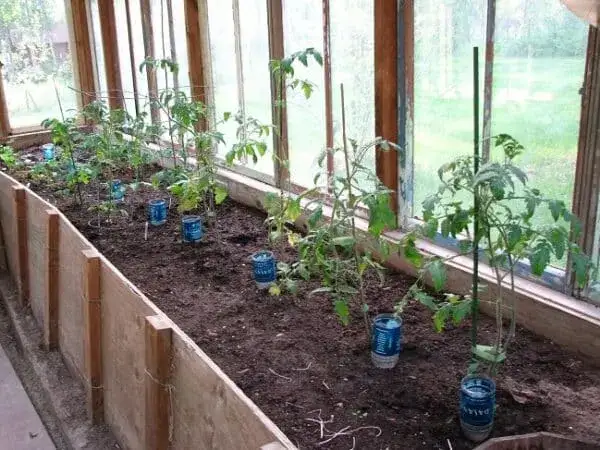 Zdjęcie Jak skutecznie zabezpieczyć pomidory w gruncie przed zagrożeniami