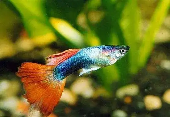 Zdjęcie Ile czasu gupik jest w ciąży? Odkryj, co wpływa na czas trwania