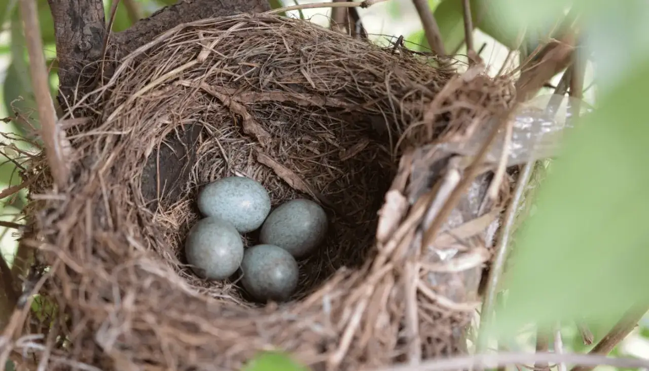 Zdjęcie Kiedy ptaki budują gniazda i składają jaja? Odkryj tajemnice lęgów.