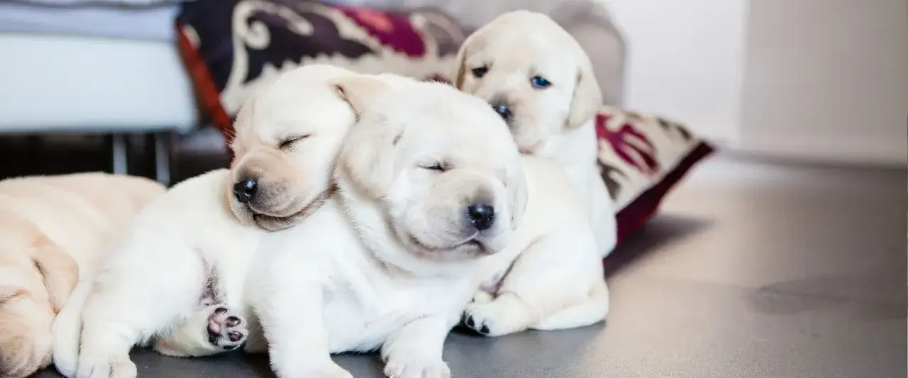 Zdjęcie Jak długo ogrzewać szczeniaki? Praktyczne porady, by uniknąć błędów w opiece