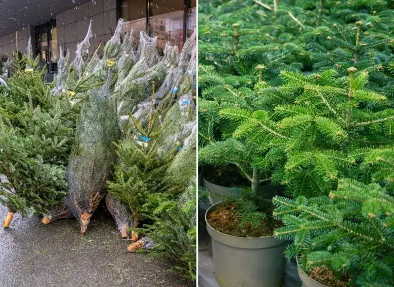 Zdjęcie Jak długo wytrzyma choinka w doniczce? Kluczowe czynniki trwałości