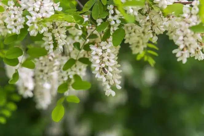 Zdjęcie Kiedy kwitnie robinia akacjowa? Terminy, zapach, zastosowanie