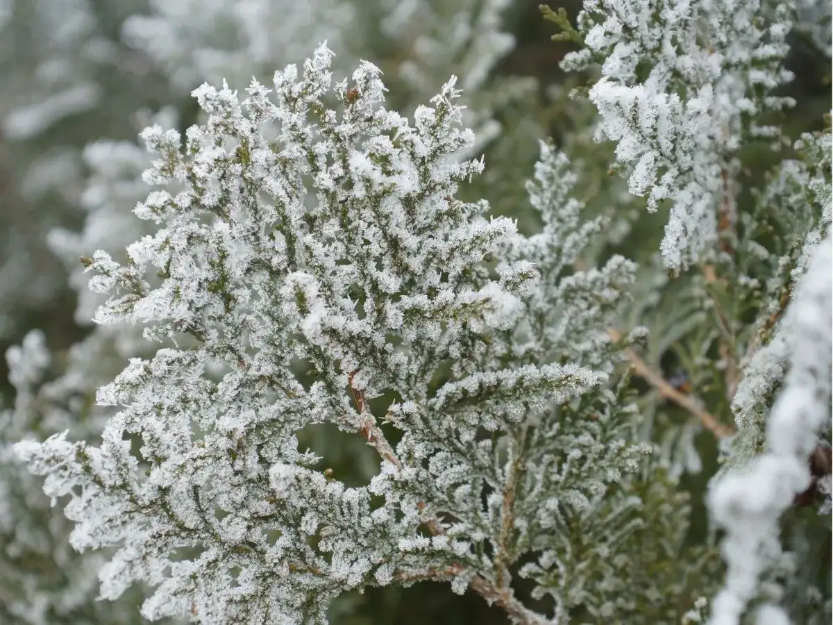 Zdjęcie Czy cyprysik przezimuje w gruncie? Sprawdź, jak go ochronić zimą