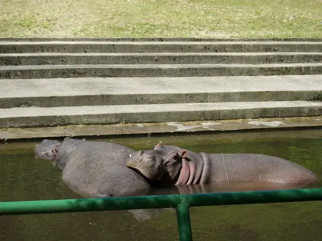 Zdjęcie Jak się pisze hipopotam? Sprawdź poprawną pisownię i fakty!
