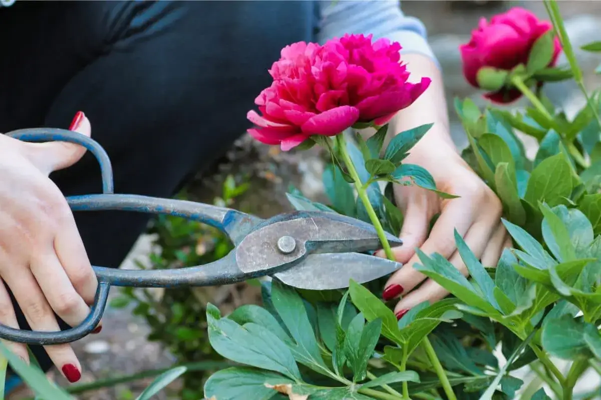 Zdjęcie Jak przycinać piwonie, aby uniknąć błędów i cieszyć się pięknem roślin