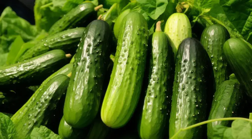 Zdjęcie Czy ogórek zielony ma niski indeks glikemiczny? Wpływ na cukier i zdrowie