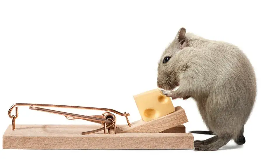 Zdjęcie Jak założyć przynętę na łapkę na myszy i skutecznie je złapać