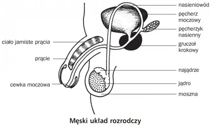 Zdjęcie Jak wygląda jądro męskie? Odkryj jego budowę i funkcje zdrowotne