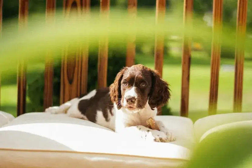 Zdjęcie Jak wytresować szczeniaka: skuteczne metody i najczęstsze błędy
