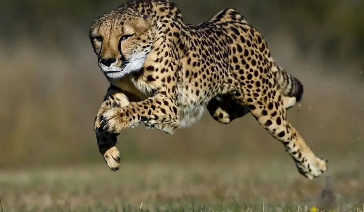 Zdjęcie Jak szybko biega gepard? Zaskakujące fakty o jego prędkości