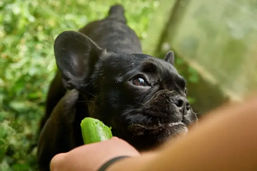 Zdjęcie Czy pies może jeść ogórki zielone? Bezpieczne przekąski dla psa