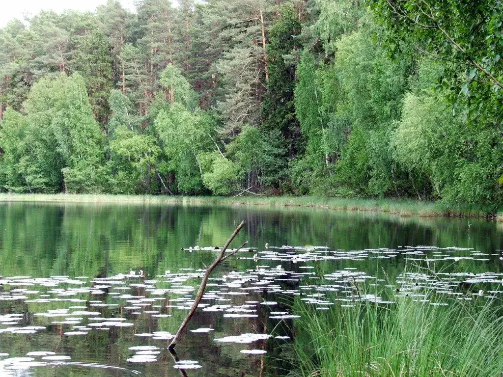 Zdjęcie Jezioro Piaseczno w Borach Tucholskich: Raj dla miłośników natury