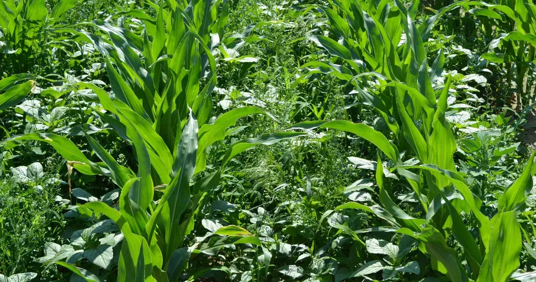 Zdjęcie Szarłat chwast - jak skutecznie go zwalczać i chronić plony